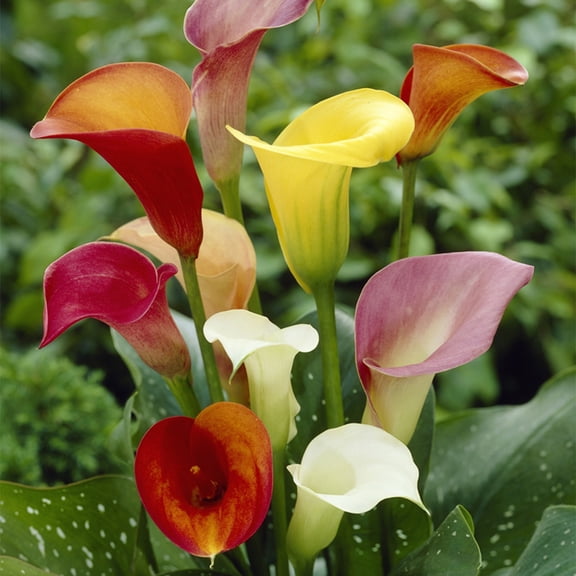 Van Zyverden Callas Mixed Colors Set of 5 Bulbs Multicolor Partial Sun