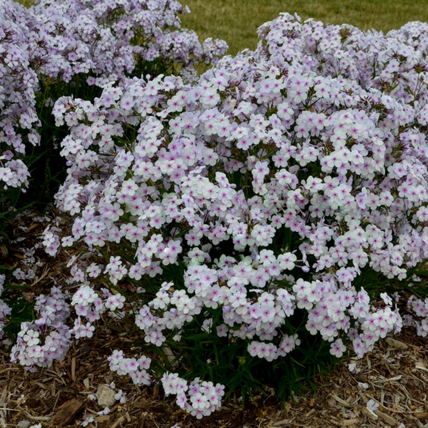 Proven Winners 6" 'Opening Act Pink-a-Dot' Phlox Live Plant in 7.5" Pot
