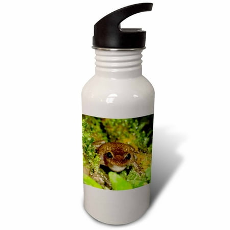 

3dRose Common coqui frog El Yunque NF Puerto Rico-CA27 MPR0000 - Maresa Pryor Sports Water Bottle 21oz