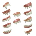thumbnail image 1 of Halloween Fake Teeth Horror Cosplay for Masquerade Fancy Dress Party Favors 12pcs Pearlescent, 1 of 9