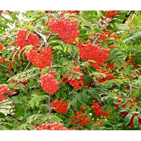 CZ Grain 50 Sorbus Aucuparia Plant Seed, Cold Stratification Beneficial