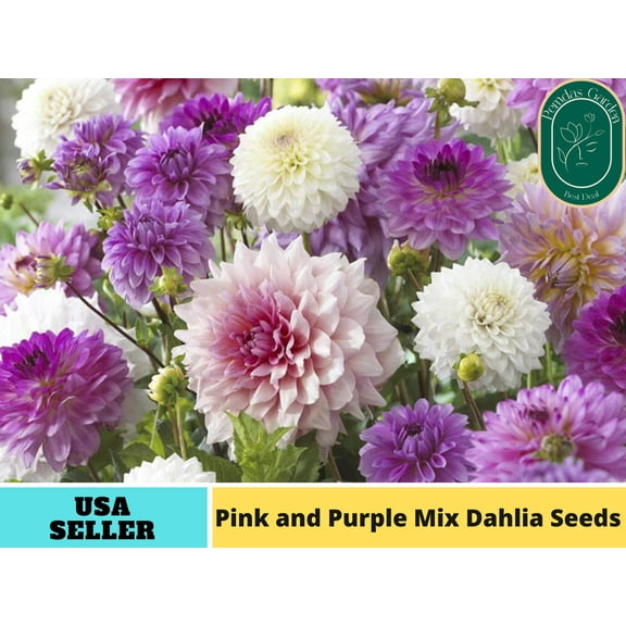 40  Seeds| Pink and purple mix Dahlia Perennial Seeds - Authentic Seeds - Perennial~ GMO Free ~Flower seeds ~ Asian Garden~ B5G1 #D043