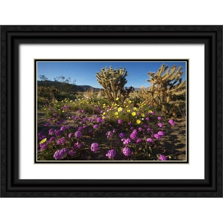 Talbot Frank, Christopher 32x23 Black Ornate Wood Framed with Double Matting Museum Art Print Titled - CA, Anza-Borrego Desert flowers and Cholla
