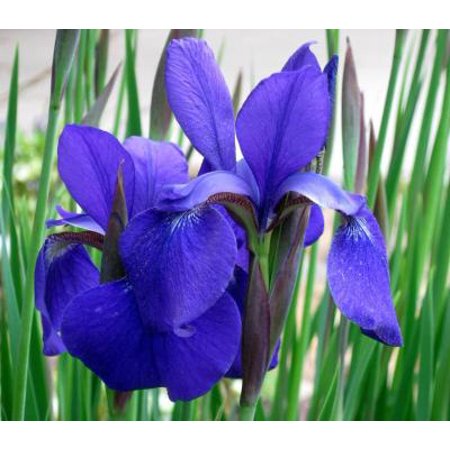 Classy Groundcovers - Iris sibirica 'Caesar's Brother' Iris siberica {25  Bare Root (Best Time Of Year To Plant Iris Bulbs)