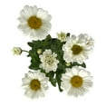thumbnail image 2 of "Better Homes & Gardens Leucanthemum Shasta Daisy White Live Plant 10""-16"" Tall, 2 of 6