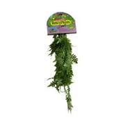 Fancyplants Giant Tony Fern