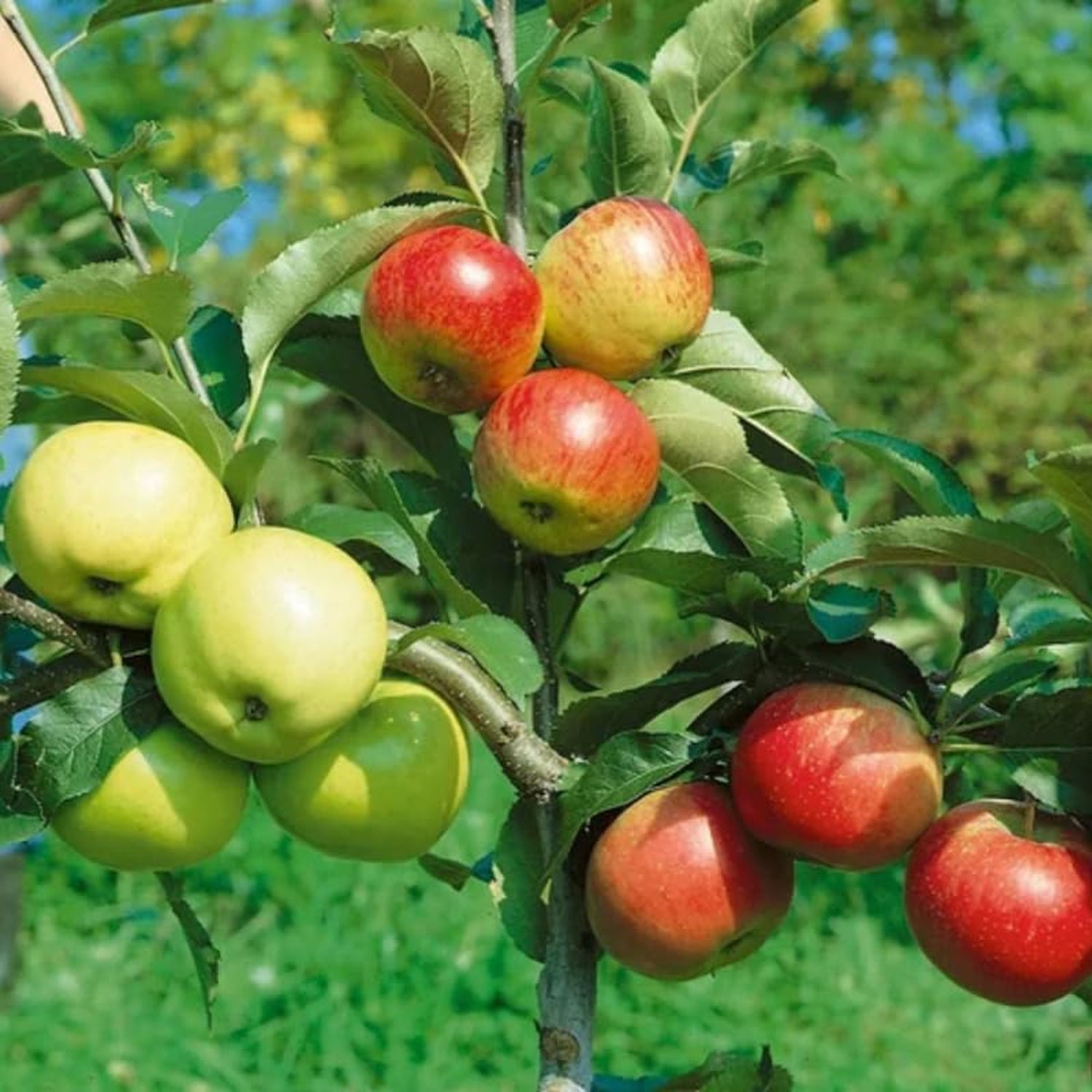 Expert Gardener 3-4 ft. tall 5-1 Apple Live Tree