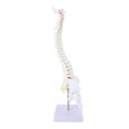 thumbnail image 1 of Modelo De Columna Vertebral, Modelo De Médula Espinal De Material Didáctico De 15,7 Pulgadas Para Educación, 1 of 7
