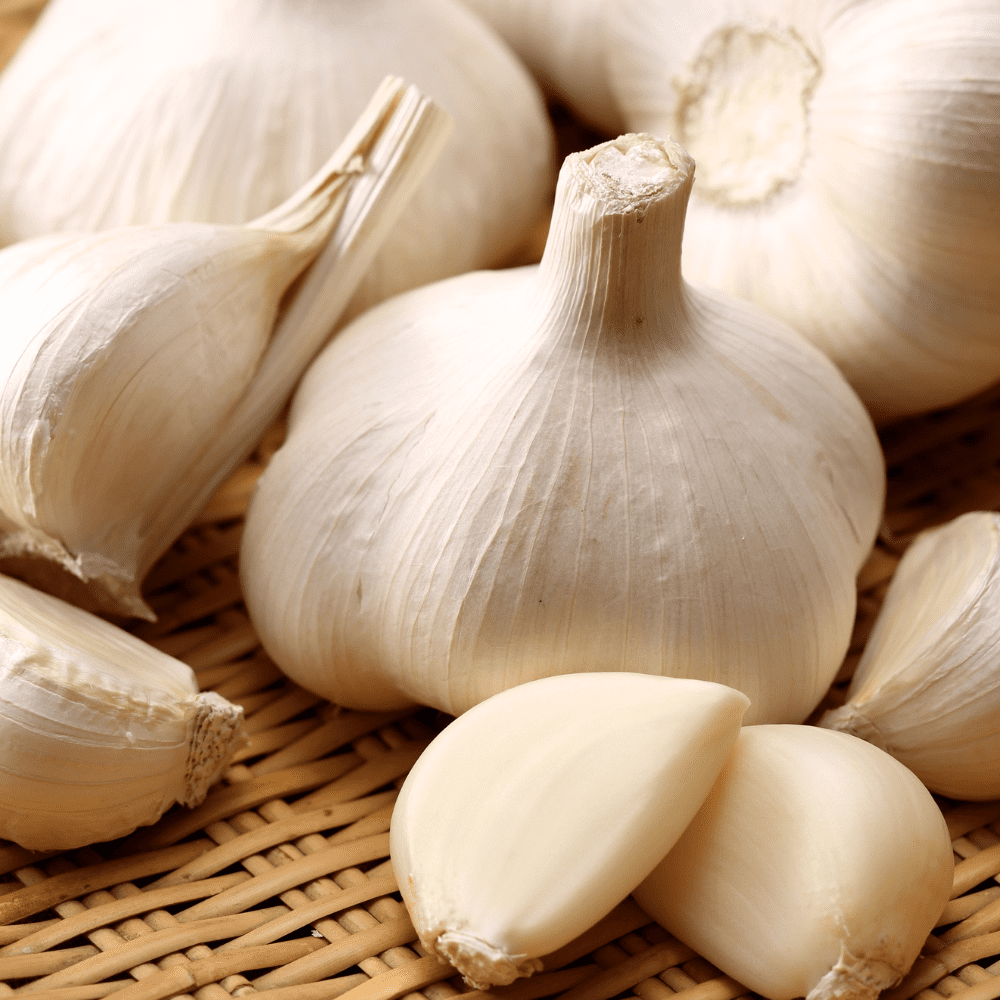 Pack 4 White Softneck Garlic Bulbs, Garlic Bulbs for Fall Planting in Garden or Container