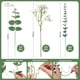 thumbnail image 3 of 50 Tallos Artificiales de Eucalipto y Aliento de Bebé por Serwalin, 3 of 9