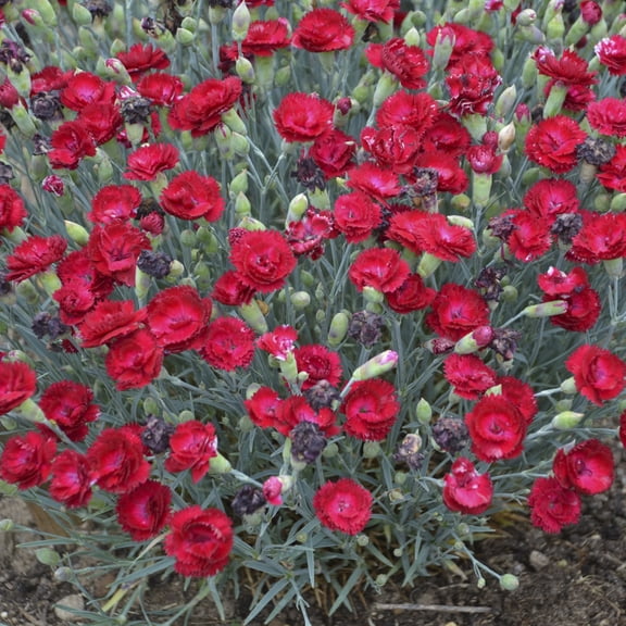 Direct Gardening Electric Red Flowering Dianthus Dormant Bare Root Perennial Starter Plant