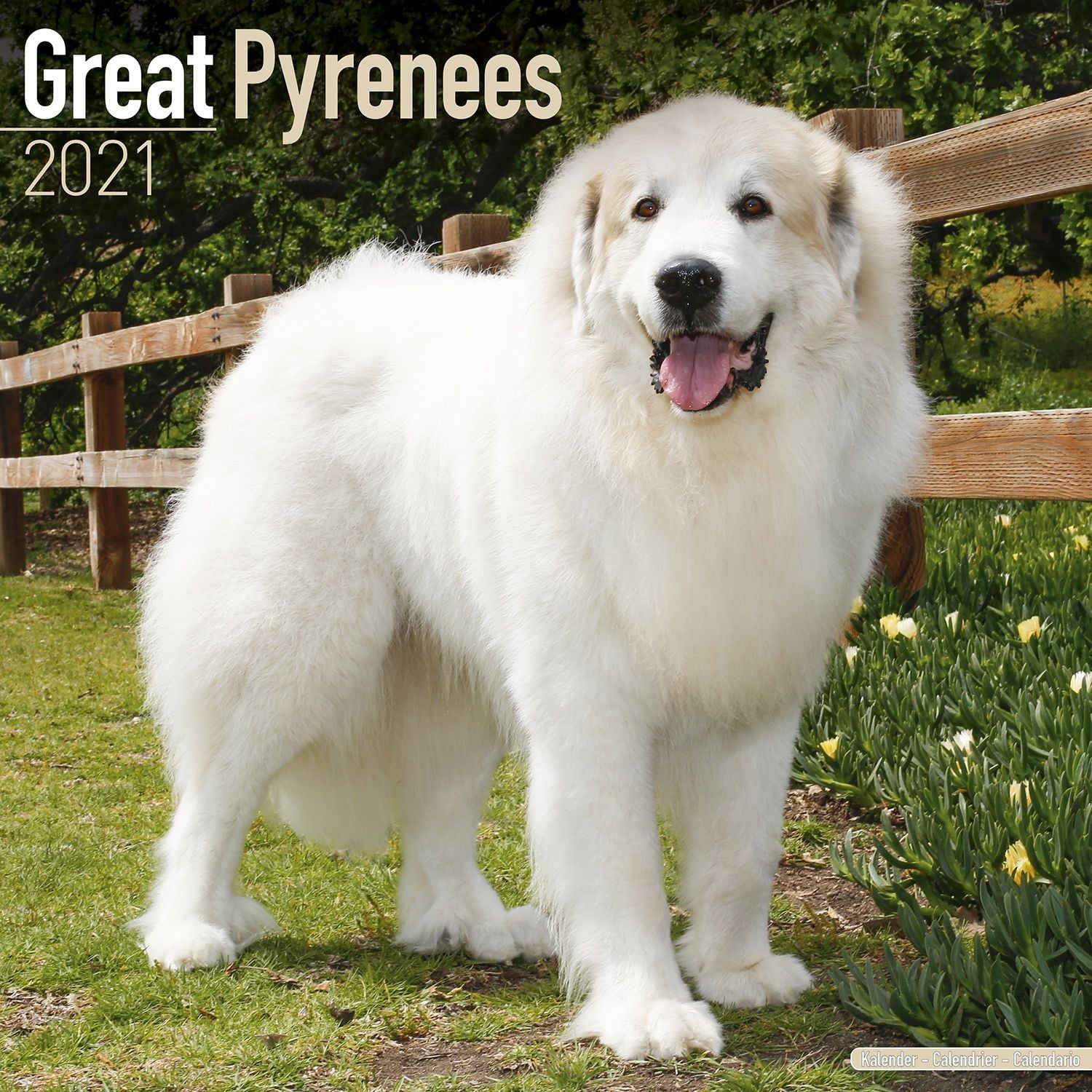 buy great pyrenees