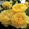 thumbnail image 3 of Own-Root One Gallon Happy Go Lucky™ Grandiflora Rose by Heirloom Roses, 3 of 4
