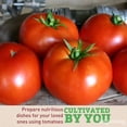 thumbnail image 7 of Harris Seeds Tomato Red Bounty F1 Treated, 1,000 Count, 7 of 7