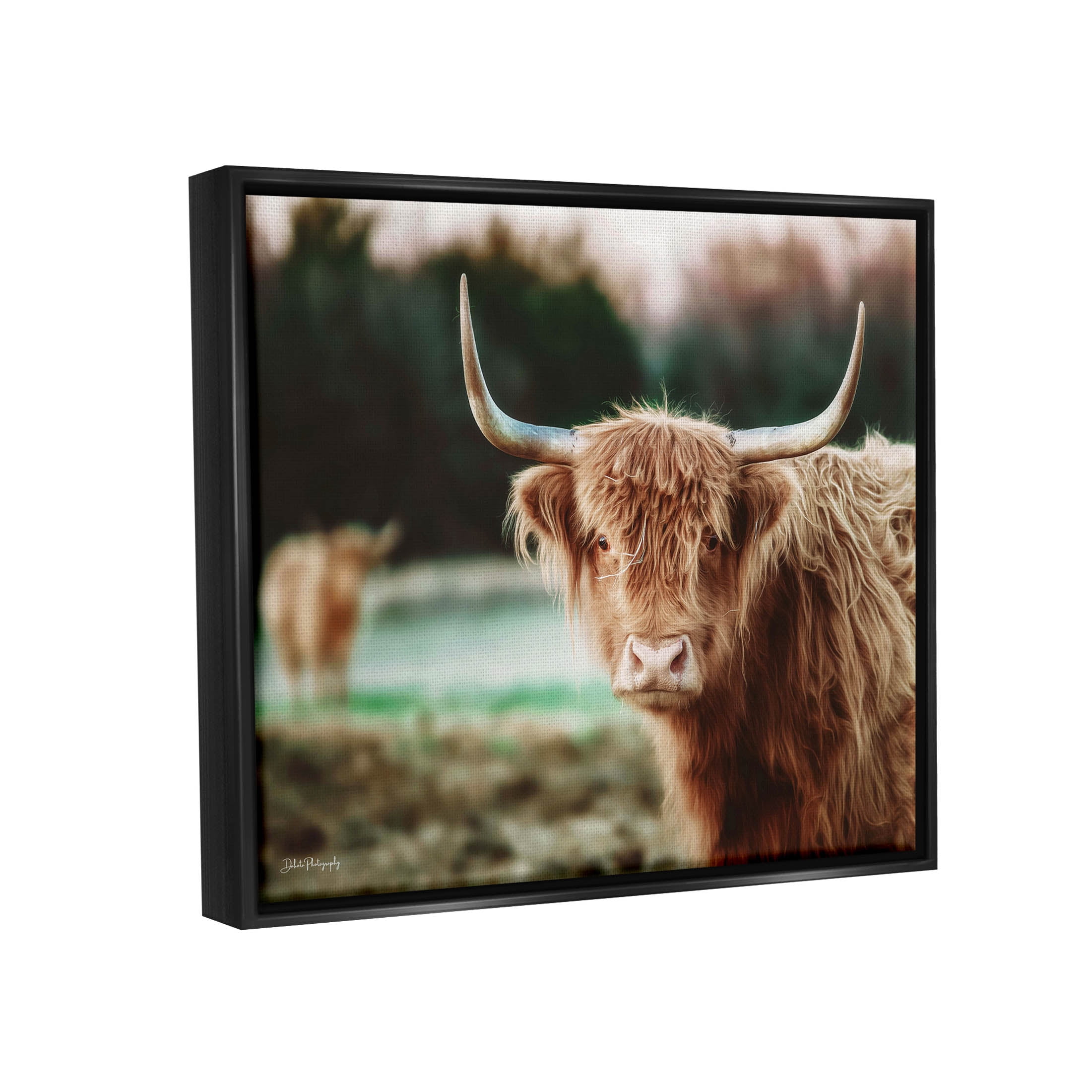 Stupell Industries Highland Cattle Gazing Photography Photograph Jet Black Floating Framed Canvas Print Wall Art, Design by Dakota Diener
