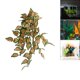 thumbnail image 4 of Plantas acuáticas artificiales Yuyangstore Decoración del hogar 16 pulgadas 40 cm, 4 of 7