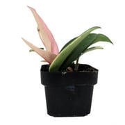 Krimson Queen Wax Plant - Hoya - 3" Pot