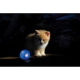 thumbnail image 4 of Petstages Nighttime Twinkle Ball Cat Toy, Purple, One-Size, 4 of 4