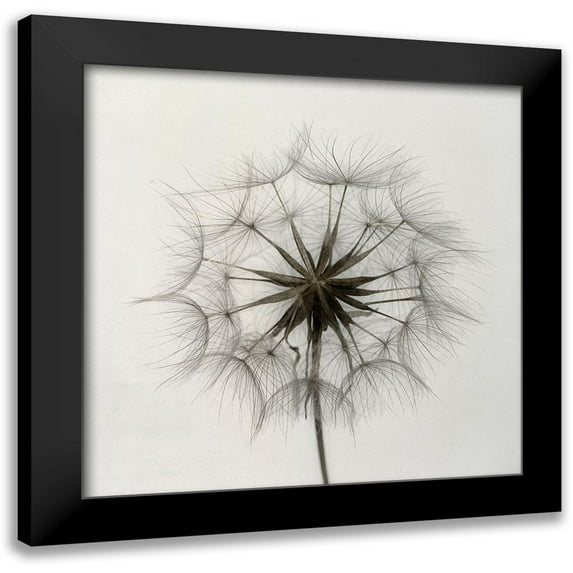 Gronkjaer, Lotte 20x20 Black Modern Framed Museum Art Print Titled - Tragopogon