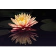 thumbnail image 2 of PHBurchett   18x13 White Modern Wood Framed Museum Art Print Titled - Photography Study Water Lily, 2 of 4