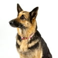 thumbnail image 2 of Country Brook Petz® Pink Paisley Martingale Dog Collar with Premium Buckle, Medium, 2 of 7