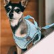 thumbnail image 4 of KAKOWELY 1Jgo Accesorio Para Perros Con Ajustables Y Cómodo Para, 4 of 7