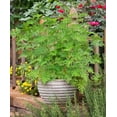 thumbnail image 2 of Bonnie Plants Citronella Mosquito Plant, Live Plant, 19.3 oz., 2 of 5