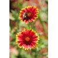 thumbnail image 2 of TomorrowSeeds - Indian Blanket Flower Seeds - 2000+ Count - For 2026 Planting Gaillardia Pulchella, 2 of 9