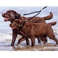 thumbnail image 3 of Double Leash for 2 Dogs Can Be Rotated and Extended 360°, Double Splitter Tangle-Free Double Dog Leash, Can Be Used for Walking Two Dogs, for Walking, 3 of 5