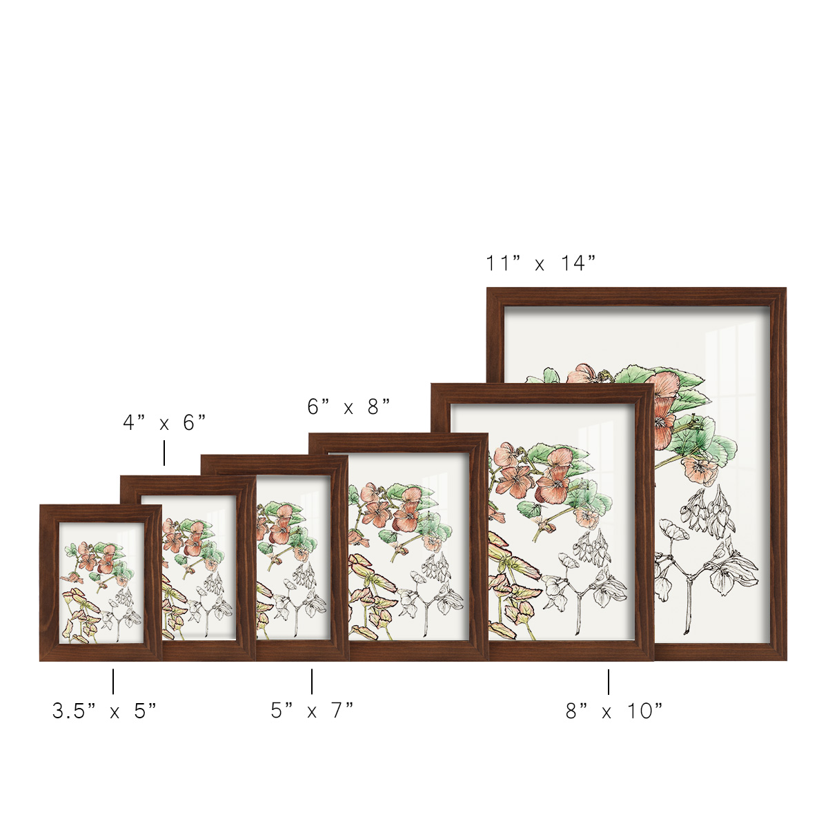 Begonia Study -Framed Print w/glass-Chestnut