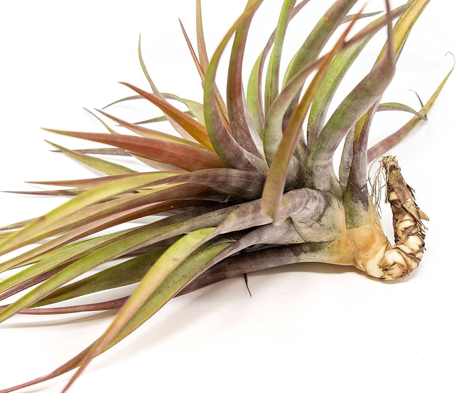 Air Plant Shop Tillandsia Novakii - Live Succulent House Plants - Available in Wholesale and Bulk - Home and Garden Decor - Easy Care Indoor and Outdoor Plants (Pack of 1)