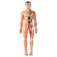 thumbnail image 1 of Transparent Human Body Torso Model with Removable Organs - 29 Piece 3D Anatomy Learning Kit with Skeleton Structure and Instructions, 1 of 9