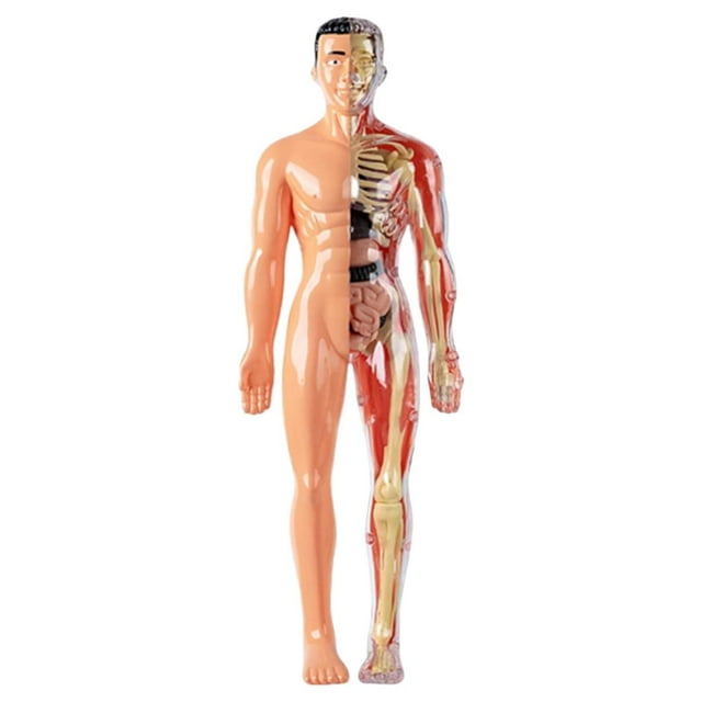 Transparent Human Body Torso Model with Removable Organs - 29 Piece 3D Anatomy Learning Kit with Skeleton Structure and Instructions