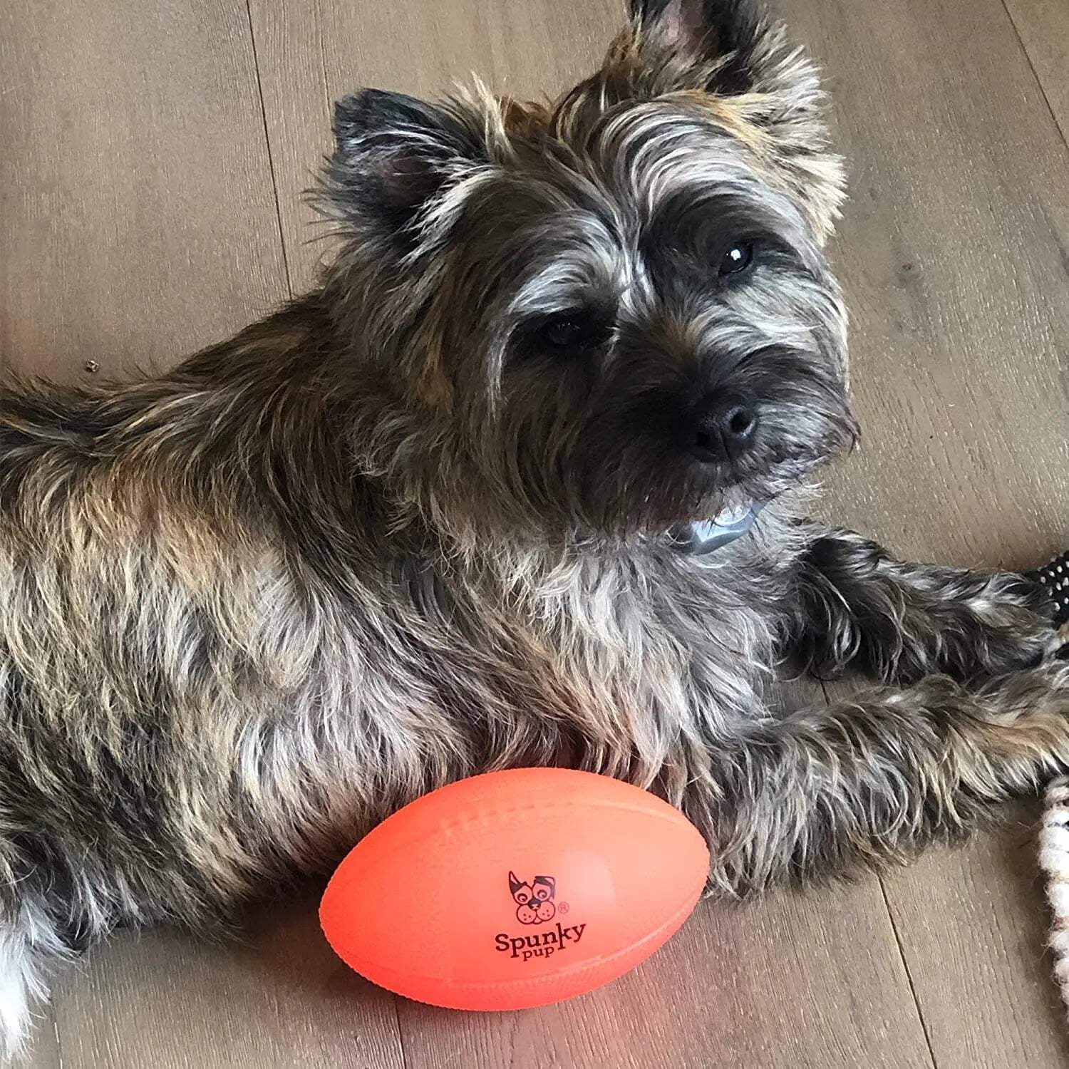 (2 pack) Spunky Pup Squeak & Glow Football Dog Toy
