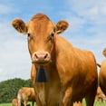 thumbnail image 3 of GETAJGHSD 1Set Kids Instruments Cowbell with Stick for Preschoolers Rhythm Teaching 5Inch, 3 of 8