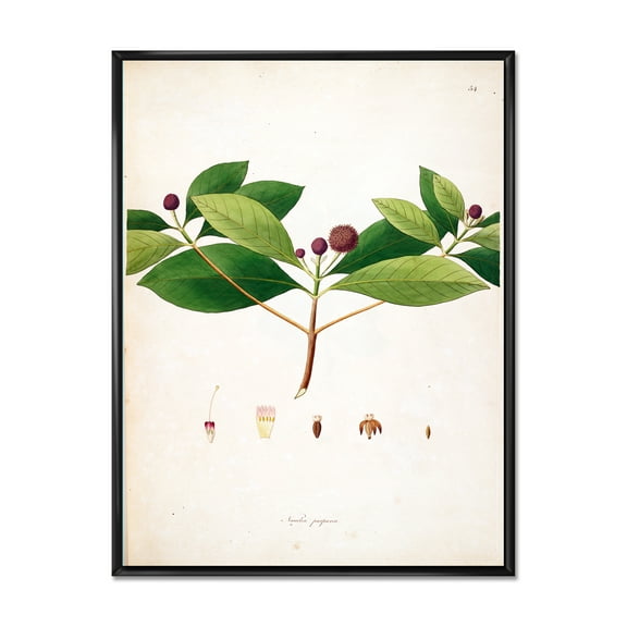 Designart 'Ancient London Plants X' Farmhouse Framed Canvas Wall Art Print