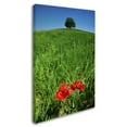 thumbnail image 3 of Trademark Fine Art 'Red Poppies and Oak' Canvas Art by Michael Blanchette Photography, 3 of 4