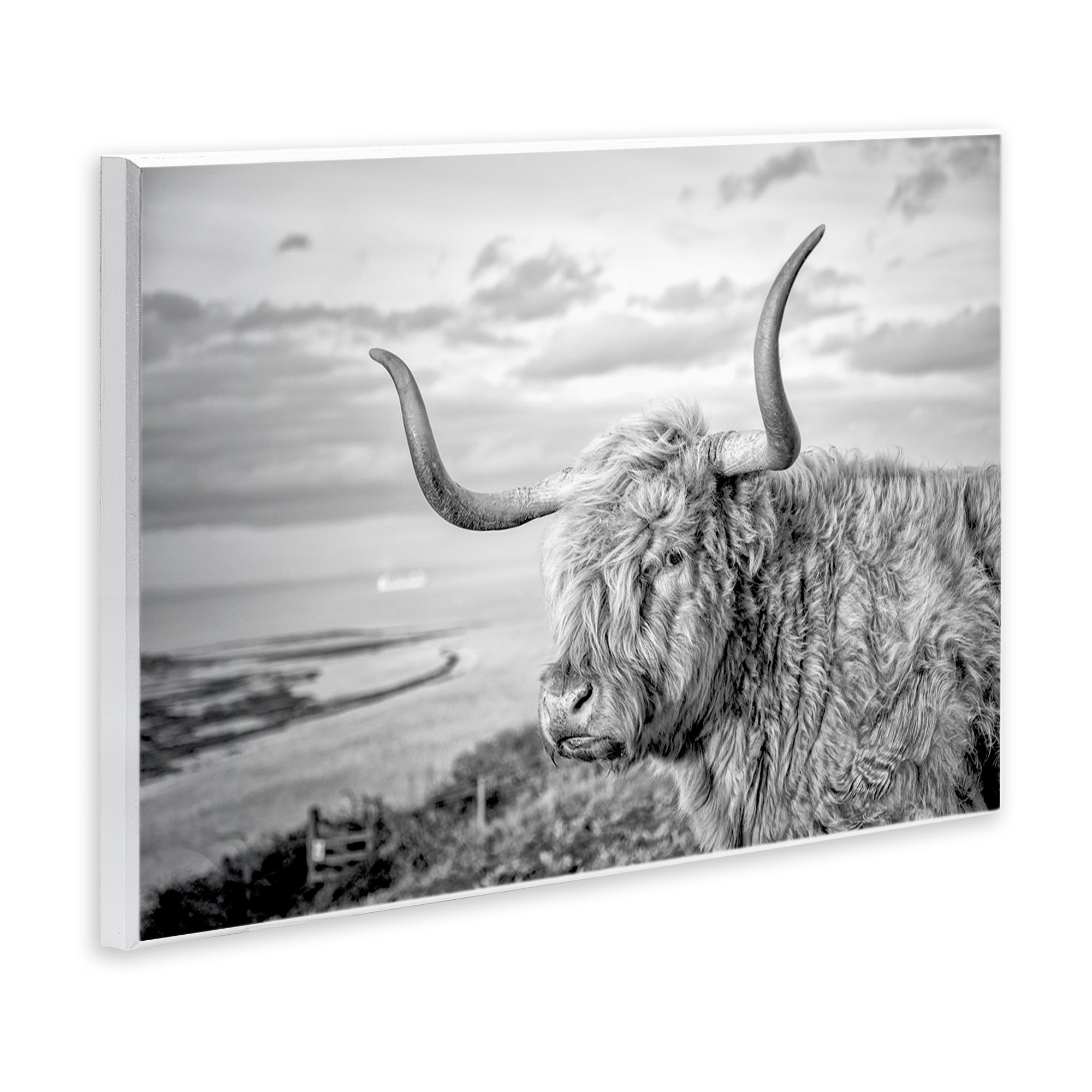 Stupell Industries Cattle with Ocean Breeze Animals & Insects Photography Unframed Art Print Wall Art, 15 x 10