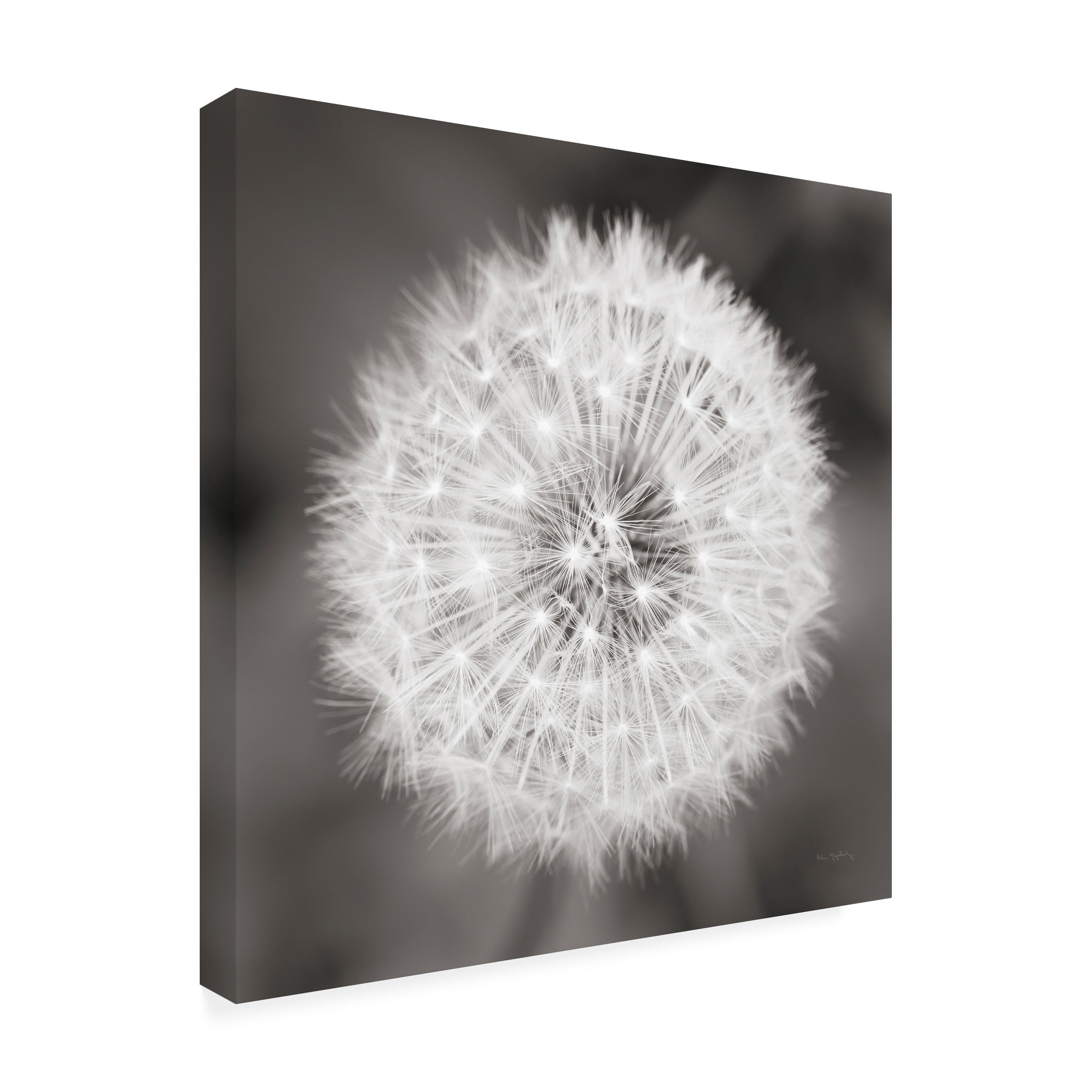 Trademark Fine Art 'Dandelion Seedhead' Canvas Art by Alan Majchrowicz