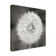 thumbnail image 4 of Trademark Fine Art 'Dandelion Seedhead' Canvas Art by Alan Majchrowicz, 4 of 4