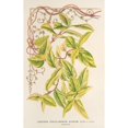 thumbnail image 2 of Charles Antoine Lemaire 17x24 Black Ornate Framed Double Matted Museum Art Print Titled: Lonicera Peryclimenum Golden (1854-1896), 2 of 5