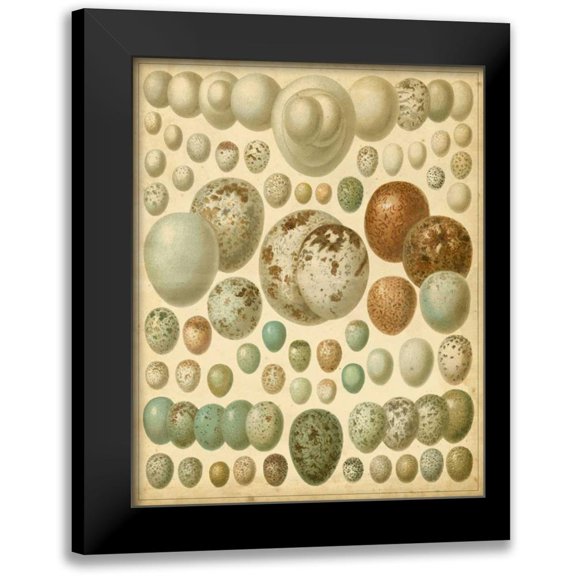 Meyers 12x14 Black Modern Framed Museum Art Print Titled - Vintage Bird Eggs I