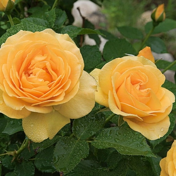 30 Rare Seeds| Julia Child rosa floribunda rose seeds #1145| BUY 4 GET 1 FREE|