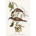 thumbnail image 2 of Gould, John 11x14 White Modern Wood Framed Museum Art Print Titled - Friar Bird-Tropidorhynchus corniculatus, 2 of 4