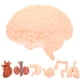 thumbnail image 5 of 8 modelos de órganos simulados, modelo anatómico de órganos humanos, herramientas de enseñanza, 5 of 7