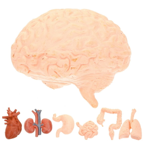 ifundom 8-Piece PVC Organ Models for Medical Students and Doctors, Educational Human Body Teaching Set