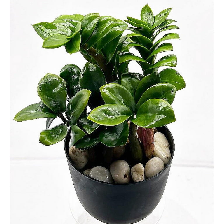 Zenzi Dwarf ZZ Plant - Zamioculcas zamiifolia - Hardy House