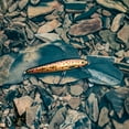thumbnail image 6 of Rebel Track Down Minnow Slick Slow Sinking Slick Brown Trout 2 1/2" 5/32 oz., 6 of 10
