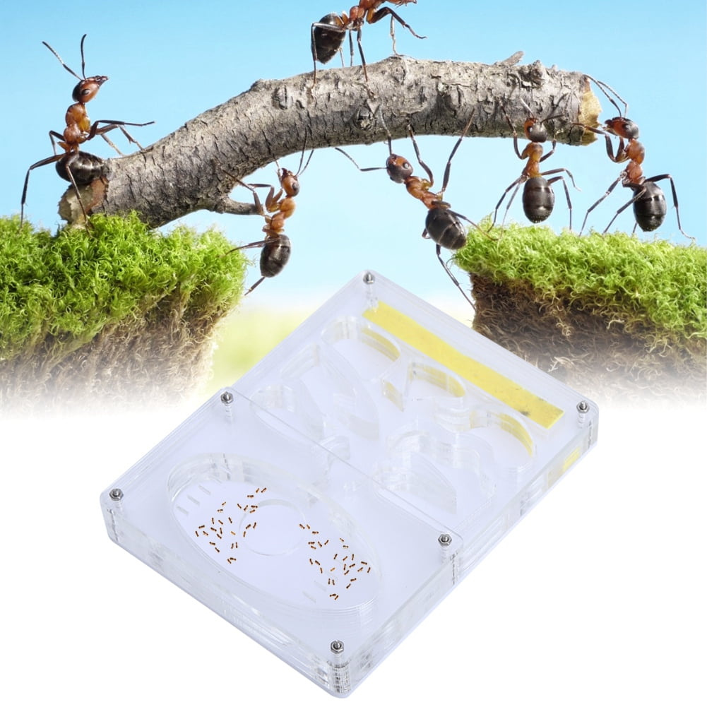 Tebru Ant Box, Transparent Ant Box, Acrylic Transparent 3D Nursery Ant