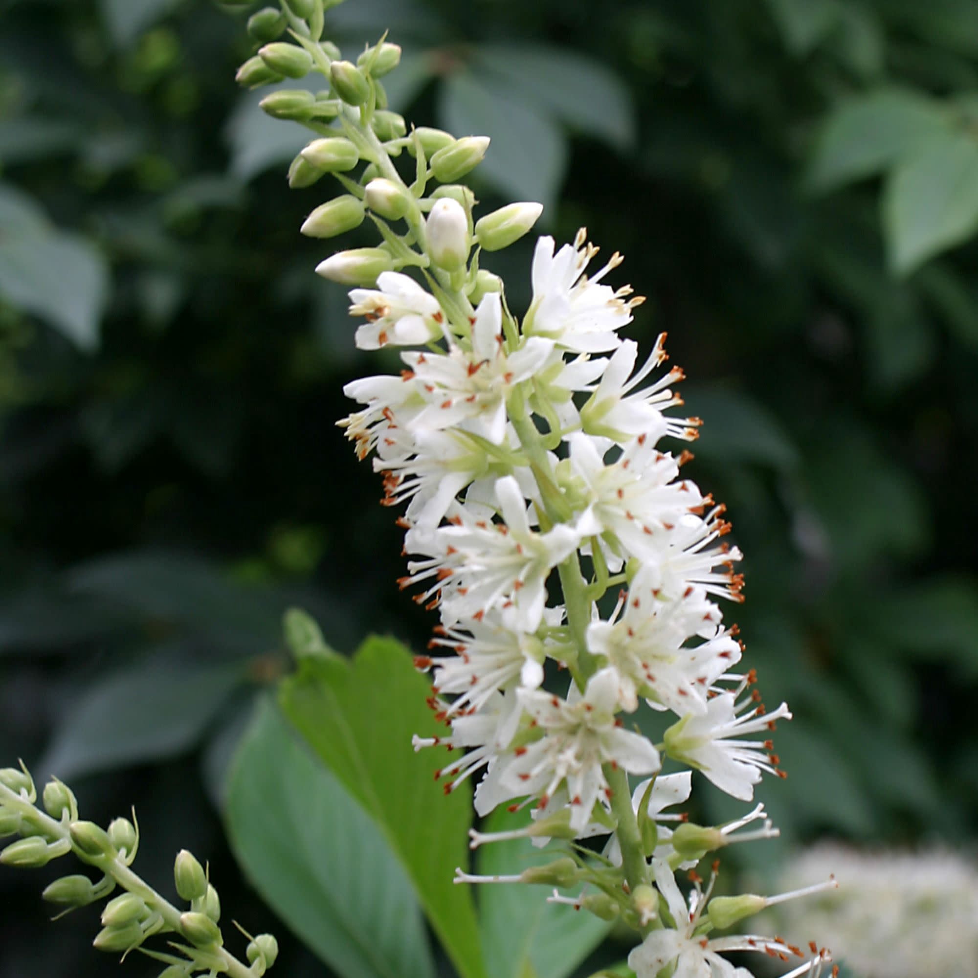 Proven Winners ColorChoice 5" White Sugartina 'Crystalina' Summersweet Live Plant in 4.5" Pot (4 Count)